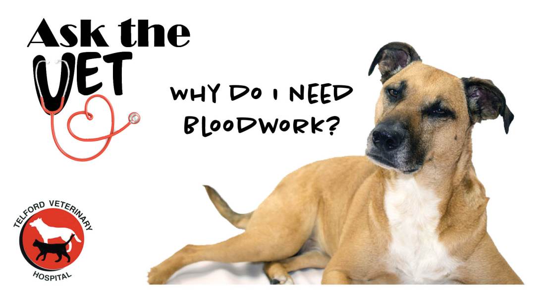 Ask the vet bloodwork