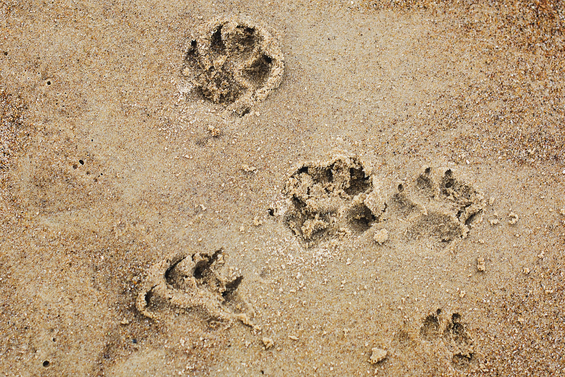dog_pawprints_beach
